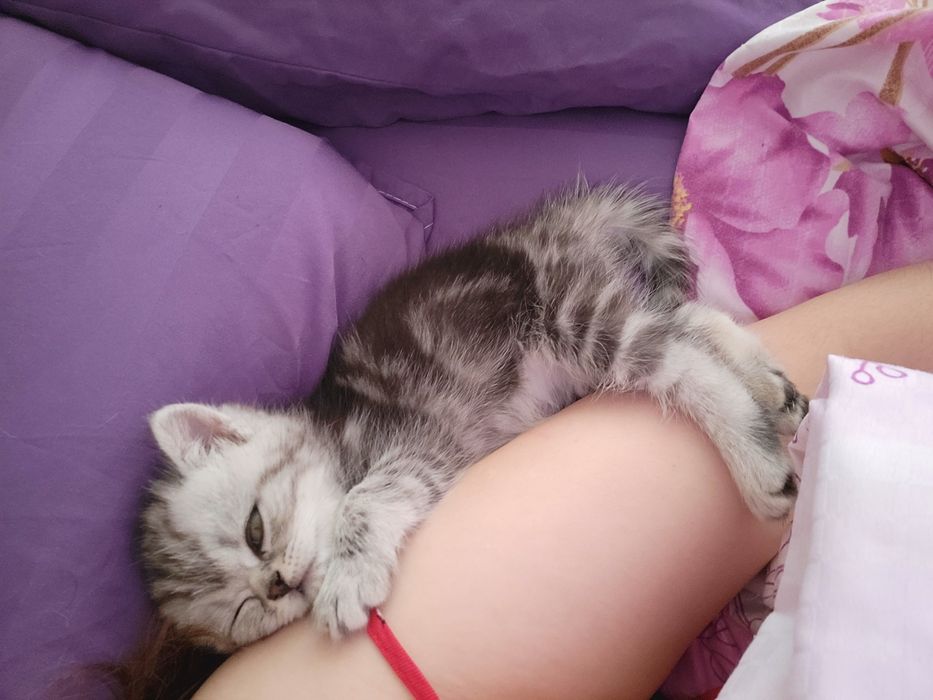 Продам котёнка шотланцец