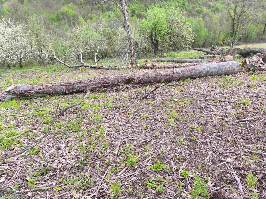 Трупи дървен материал от липа