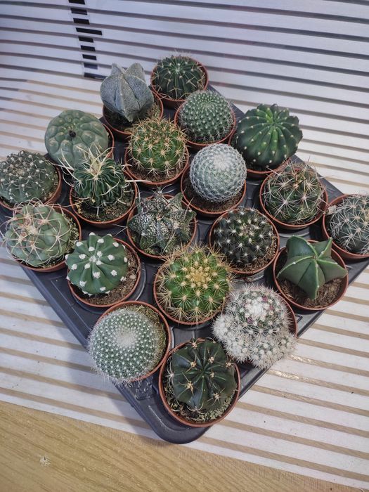 Кактусы и суккуленты в ассортименте