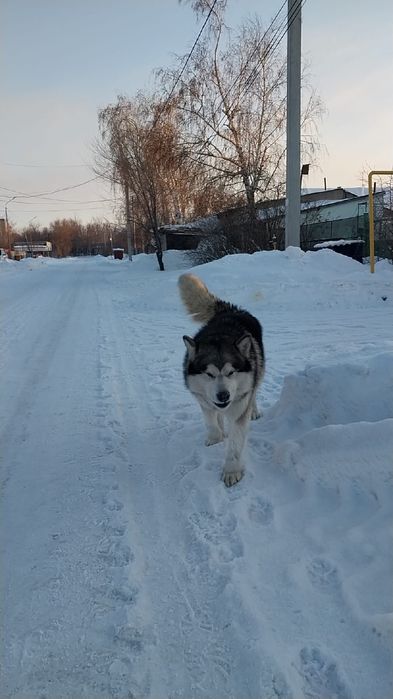 Мальчик Аляскинского маламута