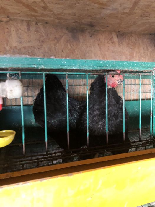 Продам срочно жирный курей