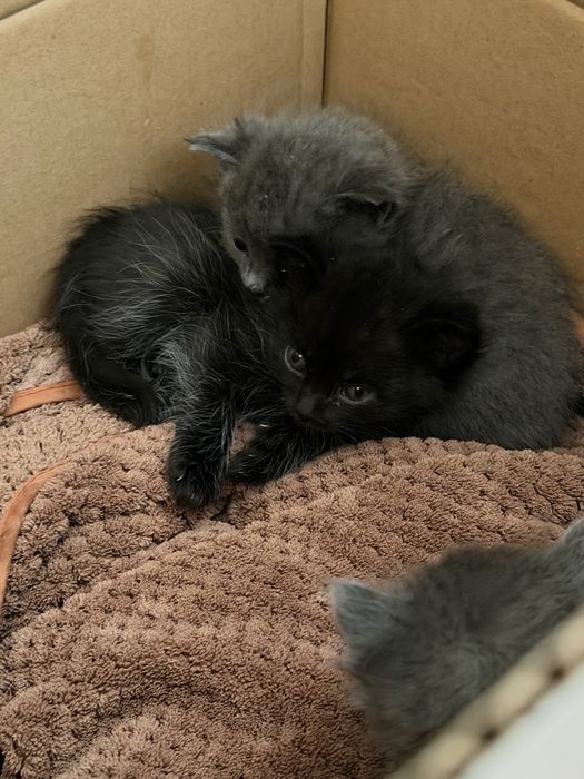 Котята в хорошие руки