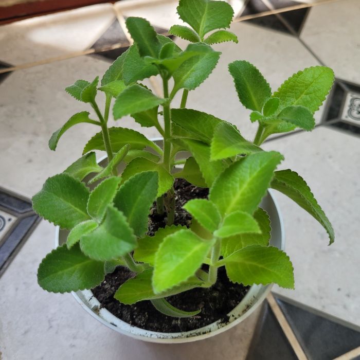 Продам комнатные цветы за 1000 тг