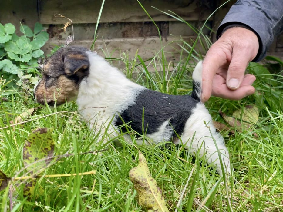 Foxterrier Sarmos