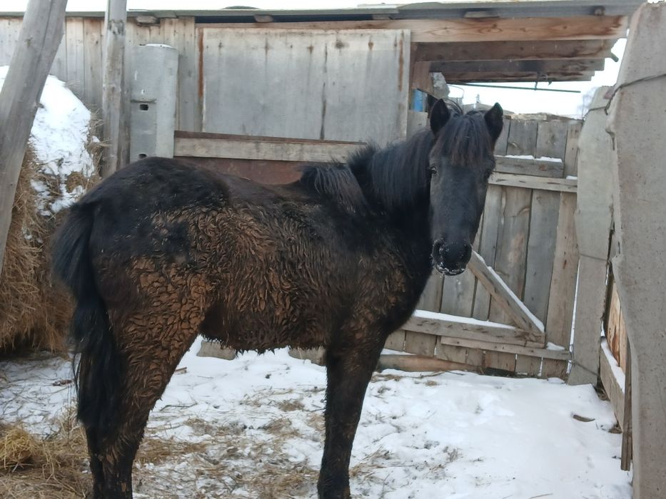 Тай  на откорме 2 месяца