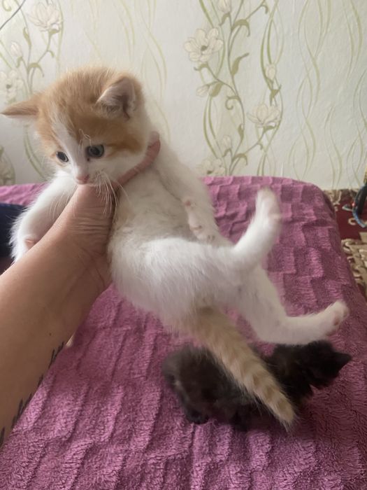 Отдам котят в добрые руки