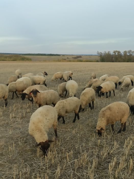 Vand oi suffolk sí metis