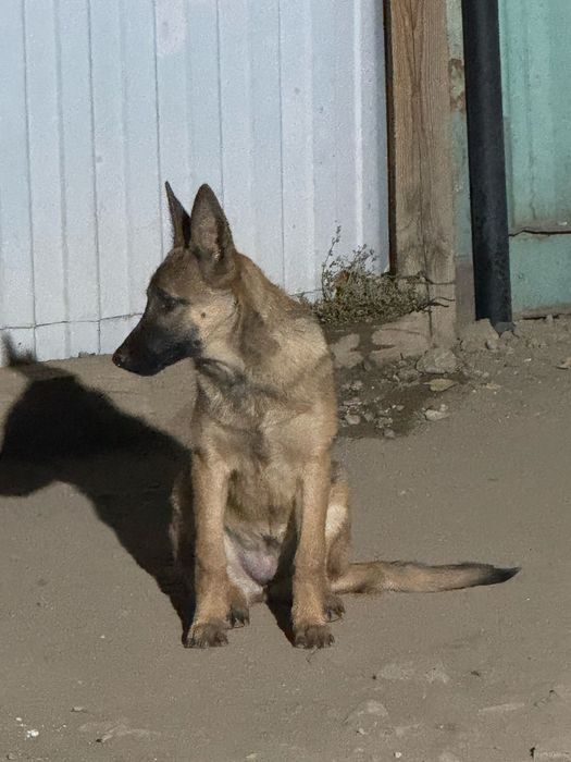 Продам бельгийскую овчарку