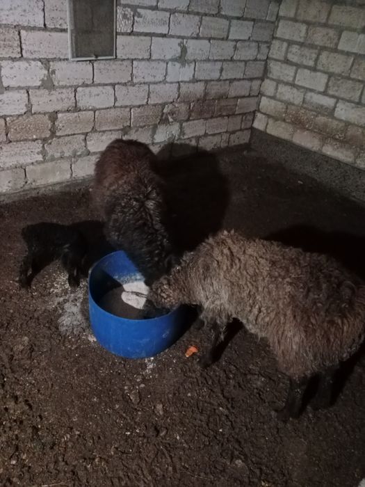 Семіз қозылы қойлар сатылады