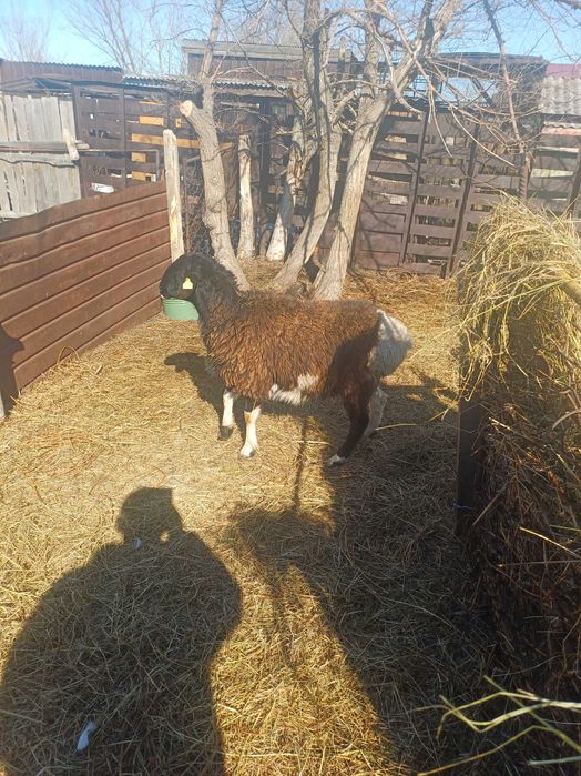 Продам ярку упитанная и кошкар