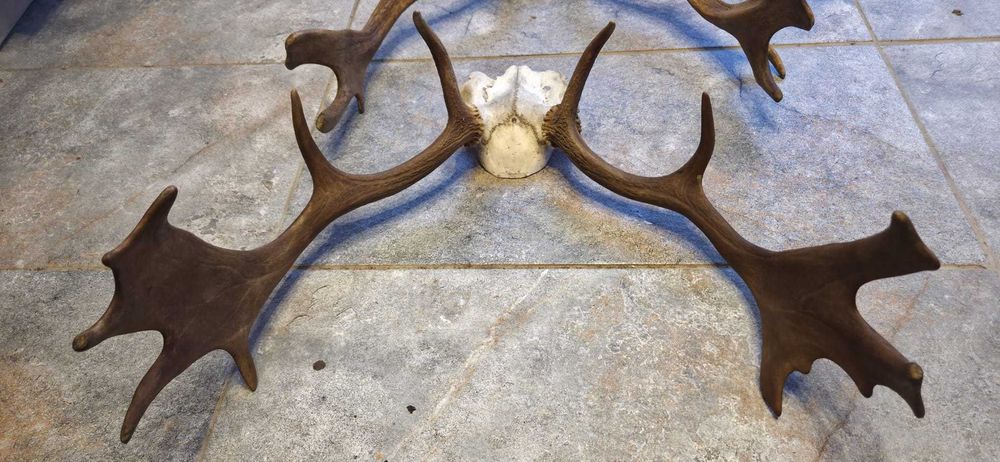 Vand trofee+coarne carpatin,lopatar,caprior,capra neagra,berbec 8 poze