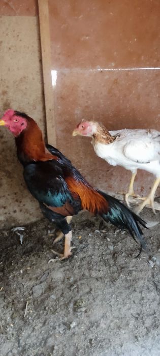 Сотилади икаласи мокийон тухум да