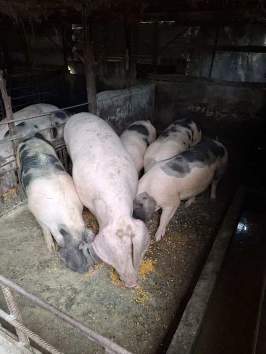 Berbecuti de vânzare