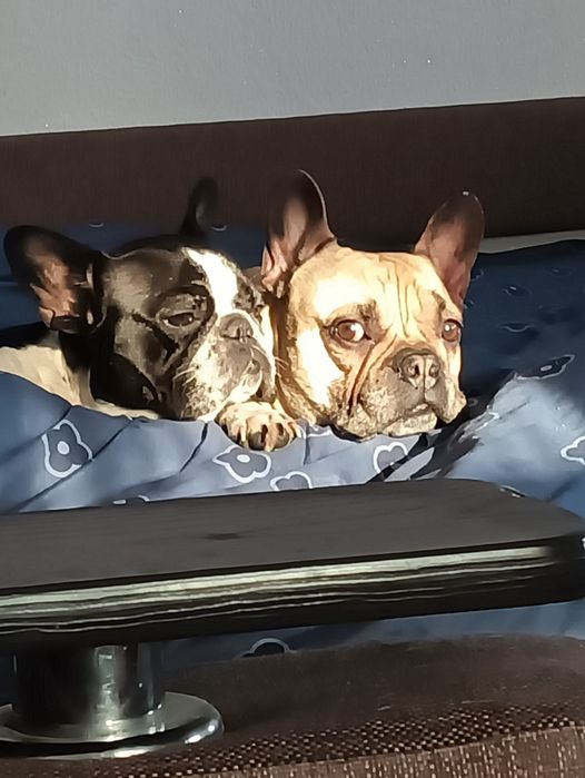 Щенки французского бульдога