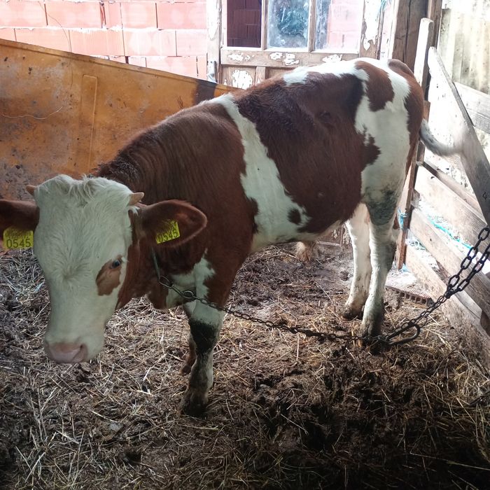 Vând 3 jurinci la prima fătate cu vițeii sub ele