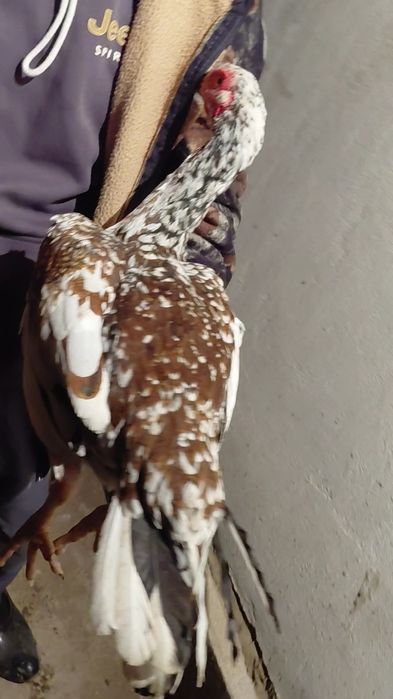 Дакан курица на продаже