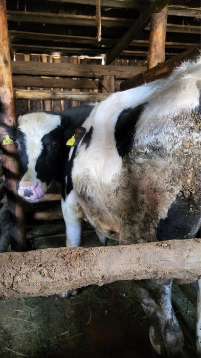 Голштинская Бык.