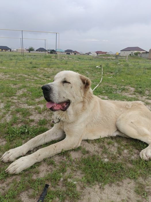 Продается собака алабай