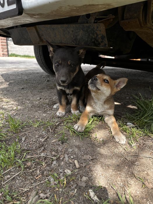 Отдам щенят девочки