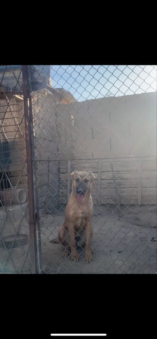 Төбет күшік. Сатылады