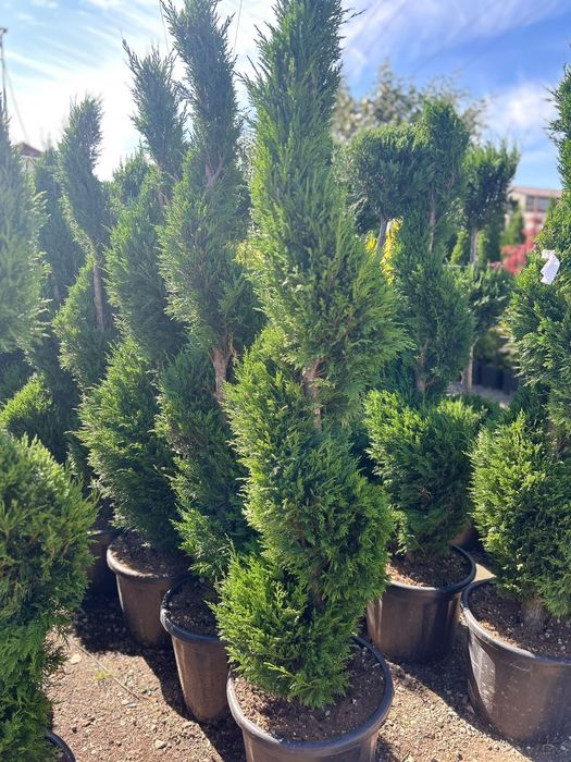Plante ornamentale de vânzare
