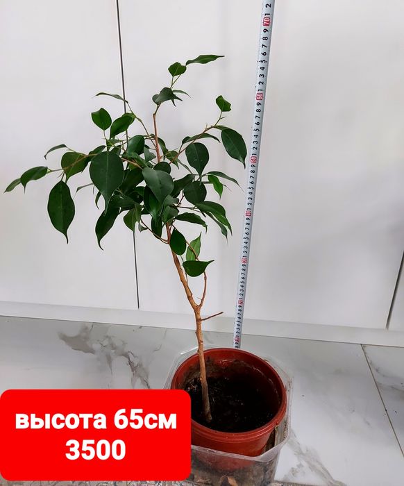 Продам фикус бенджамина
