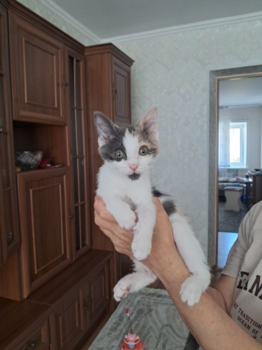 Отдадим котёнка 2,5месяца [девочка]