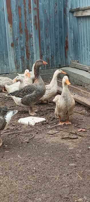 Қаздар мен үйректер. Гуси и утки