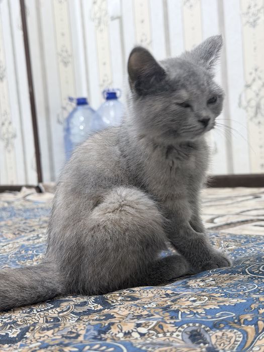 Mushuk sotiladi 3 oylik