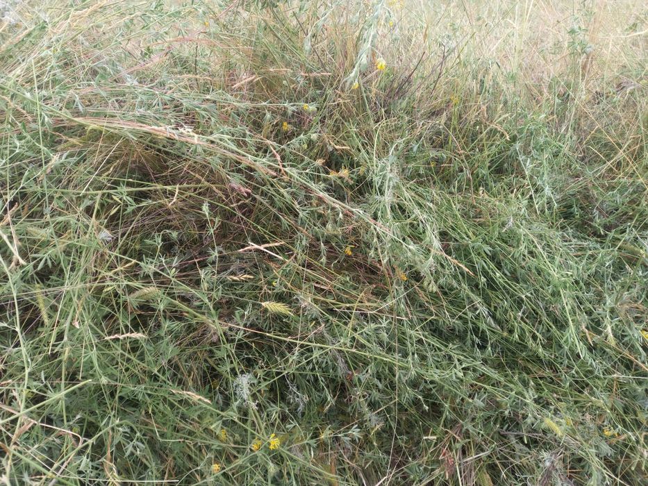 Сено в рулонах с доставкой