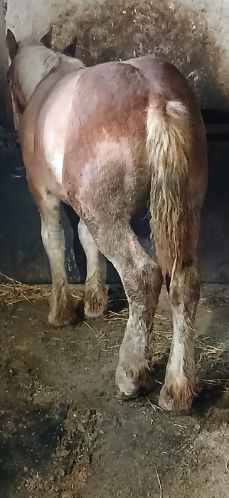 Vând Mânz De 5 Luni