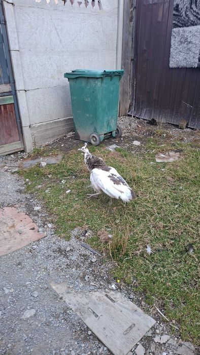 Vând urgent familie de paunii 6 bugati