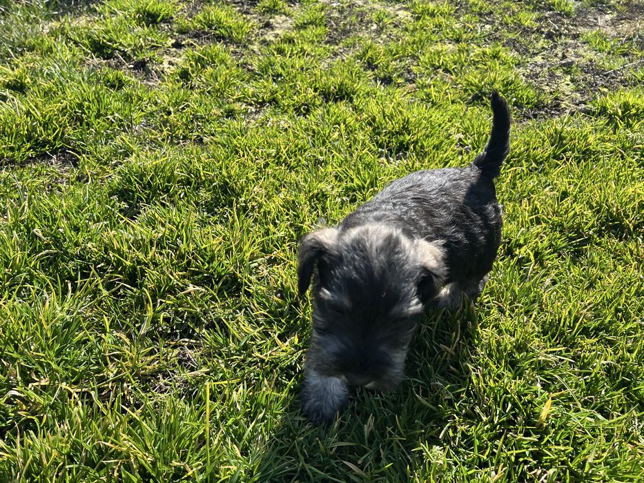 Schnauzer pitic sare si piper