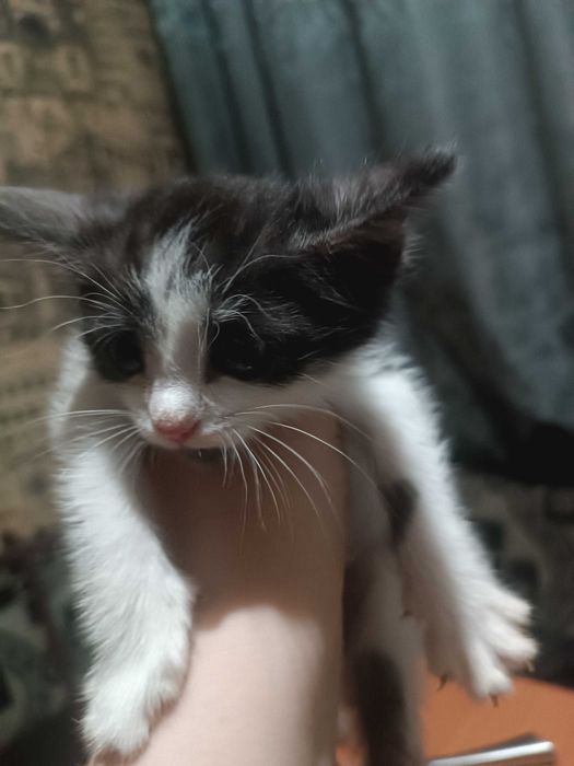 Отдам котят в хорошие руки