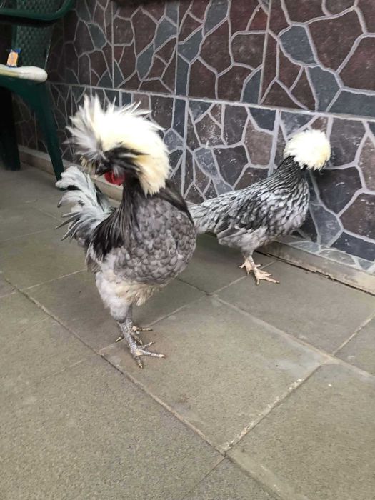 Vând Moțate Olandeze si Potarnichi de Stanca