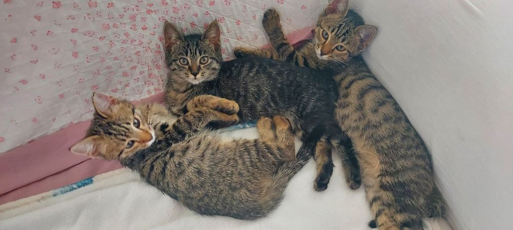 Отдаём в добрые руки домашних котят. Мальчики и девочка.