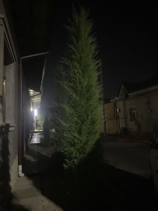 Archa majvinnik мажвинник