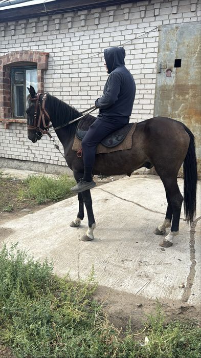 Продам мерина полукровка верховой