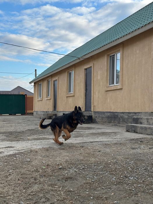 Продаётся немецкая овчарка