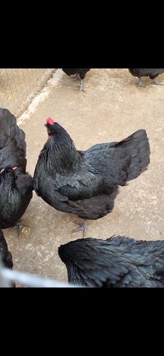 Ouă pentru incubat Australorp