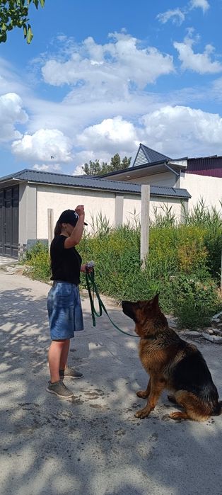 Передержка и выгул собак (кошек )