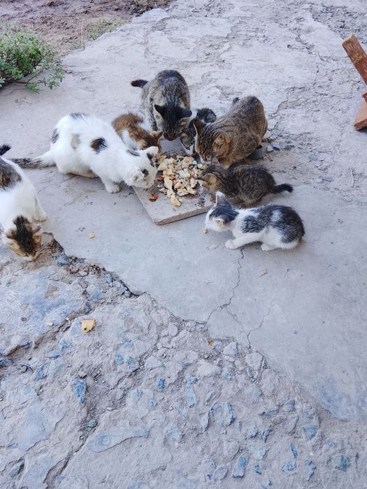 Mushuk bollari bariladi mut
