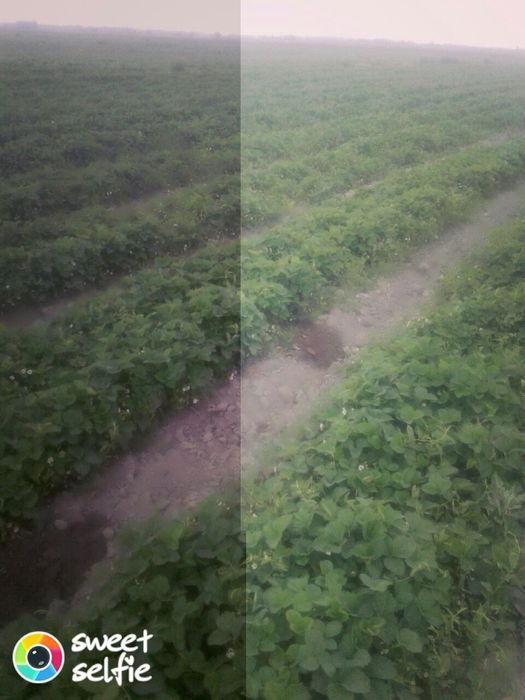 Рассада клубники клубнай кучат