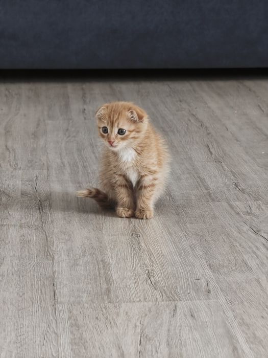 Котёнок шотландский вислоухий