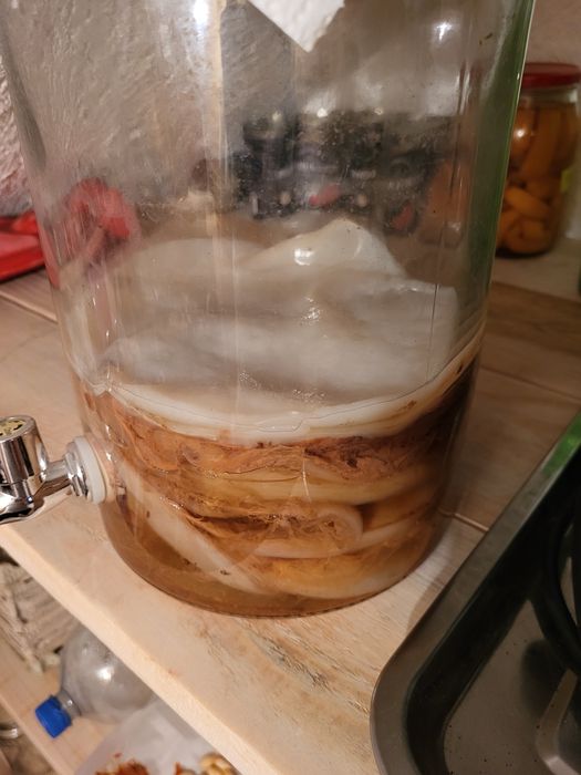 Kombucha  Ciuperca