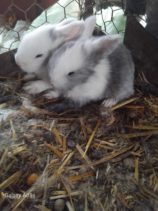 Iepurași de vanzare