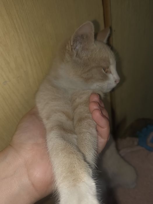 Котик рыжий мальчик