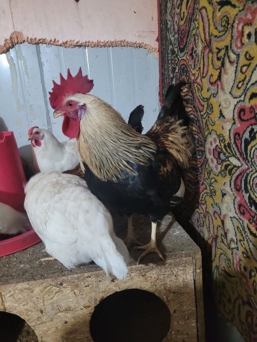 Продам домашних петухов. 5.000
