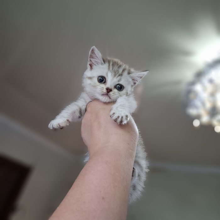 Британские котята