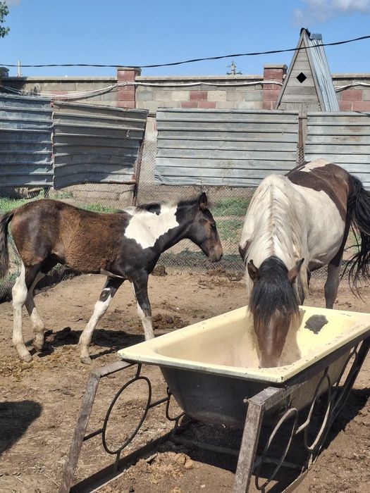 Продам бие с жеребёнком.